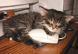 Mousey