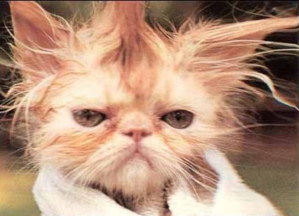 the day after hitting the catnip