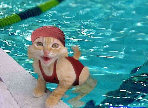 cat olympics Gold medal winner
