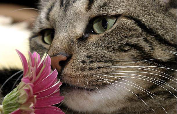 taking time to stop and smell the flowers