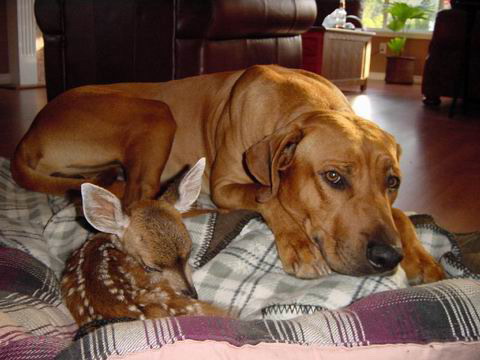 Doe, domesticated