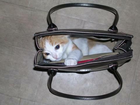 Stowaway